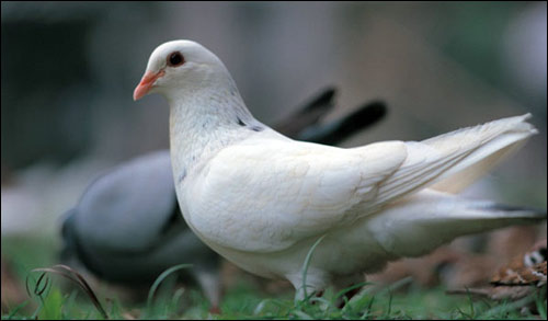 综合 正文     美国市政委员劳拉·达森(laura dodson)表示,给鸽子