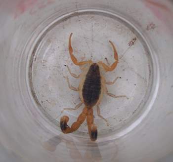 衡水武邑发现一只双尾蝎