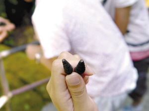 西樵山溪流随处可见"无笃螺"