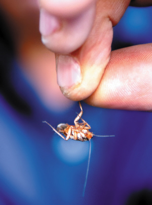 睡梦中"德国小蠊"钻入耳