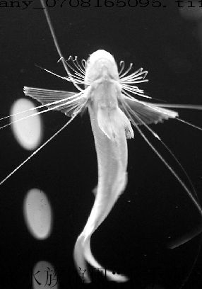 海洋水族馆现"千手观音"