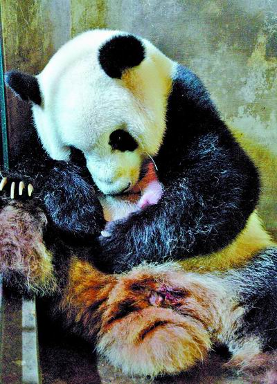 成都大熊猫产下双胞胎