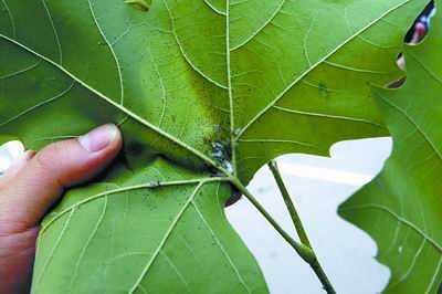 小白虫侵袭郑州法桐 该虫系北美方翅网蝽繁殖力惊人能把树变成"光杆
