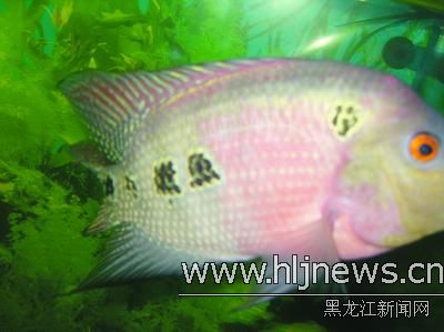 【图文】两条罗汉鱼身有8字