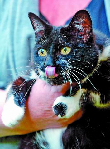 1989年刚刚1岁的汉弗莱流浪到了唐宁街,后