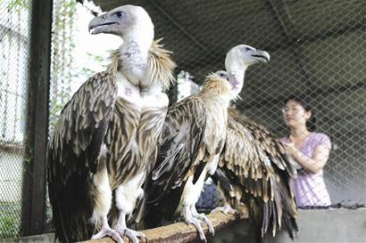 据悉,高山兀鹫是世界上飞得最高的鸟类之一,最高飞行高度达