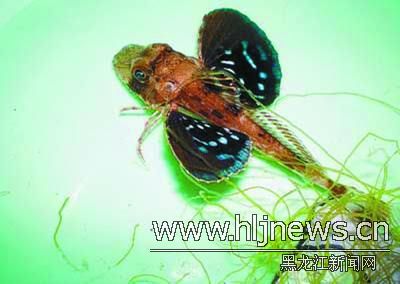 【图文】怪鱼长六条腿有翅膀