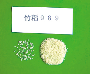 晶莹竹稻米清新飘竹香