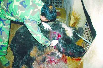 贵阳动物园仨熊火拼 被棕熊夫妇隔着铁笼打伤马熊缝了50多针