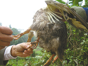 这只鸭子四条腿
