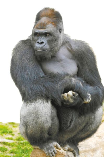 日"高冷范"猩猩 受追捧