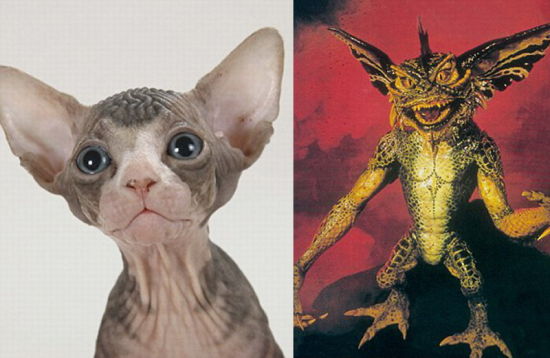 英国摄影师抓拍斯芬克斯猫 形如怪物精灵(组图)