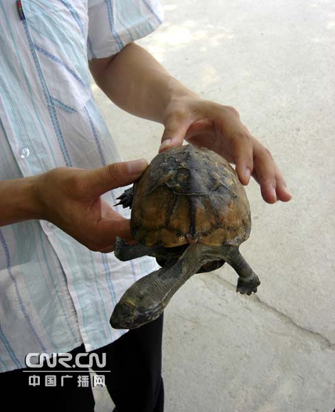北京延庆县千家店镇村民在硅化木国家地质公园植树时挖出一只活乌龟