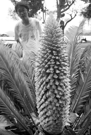 铁树说话哑巴开花