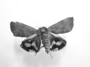 别看它是害虫比中华虎凤蝶还稀罕