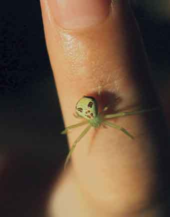 市民捉到人面蜘蛛图