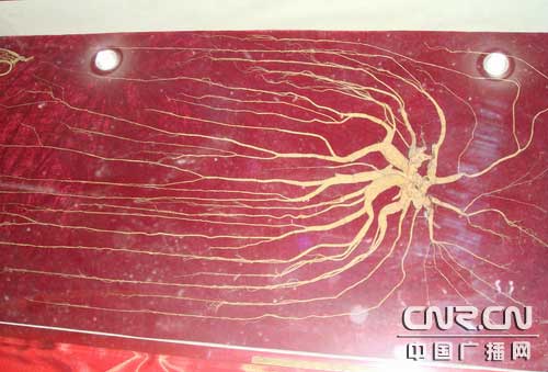 三百岁高龄"人参王"亮相长春[图文]