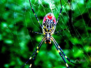 山东沂水雪山景区惊现鬼脸蜘蛛组图
