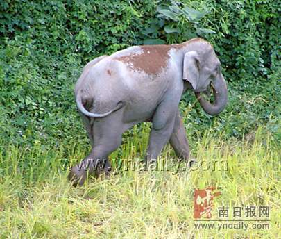 母象因情受伤脾气暴躁毁坏庄稼攻击人图