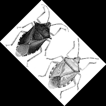 潘先生一家伤透脑筋