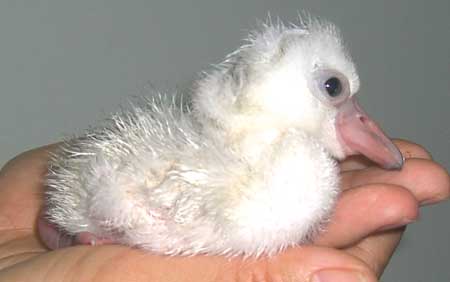 人工接力孵化火烈鸟破壳而出(图)