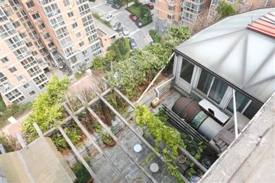 玉海大厦8层楼顶平台上的违建，上面栽有树木、绿植、瓜蔓等，还搭有凉棚。