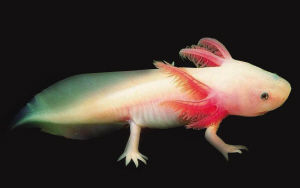 昆明市场上售卖的六角恐龙