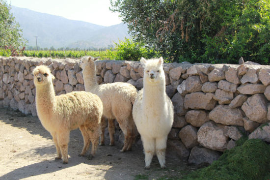 南美著名特产--安第斯羊驼