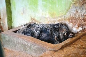 (1月14日，动物园圈内没有铺垫物，野猪 躺在食槽内。本报记者刘平摄)