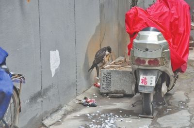 小区现珍惜动物猎隼吃鸽子