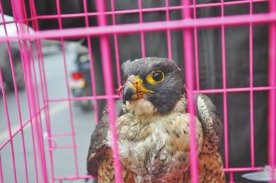 小图为被抓进笼子的猎隼。