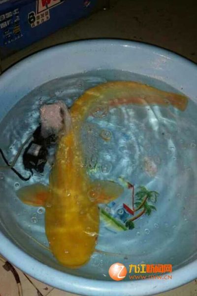 通体金黄色的鲶鱼