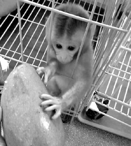 长春市民崔先生在微信朋友圈相中了一个"袖珍石猴",本以为它是著名