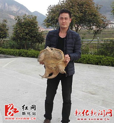 巨型“千年老龟” 