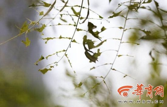 吊死鬼侵袭路边槐树