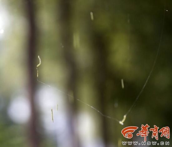 吊死鬼侵袭路边槐树