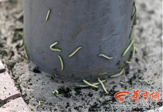 吊死鬼侵袭路边槐树