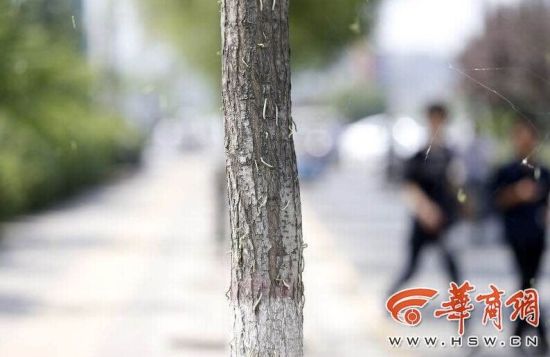 吊死鬼侵袭路边槐树