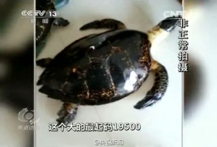 焦点访谈记者暗访视频截图