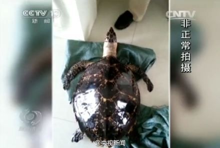 焦点访谈记者暗访视频截图