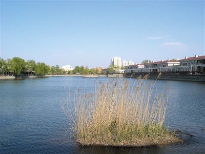 昌平区东小口镇都市芳园小区内的湖泊湿地，在未干涸填埋前，是一片美景，与下图形成明显对比。网络截图