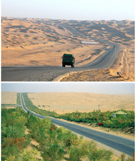 塔里木沙漠公路防护林建设前后。徐新文  摄