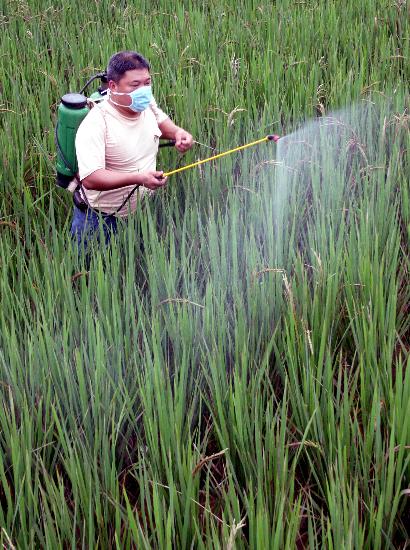 图文农民为遭洪水淹没过的稻田喷洒杀虫剂
