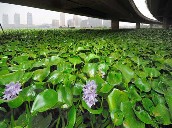 图文：疯狂的水葫芦_新闻中心_新浪网