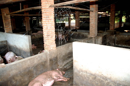 组图:恶臭猪粪便困扰700多村民