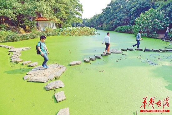 10月7日，湖南烈士公园北门的荷花池里长满浮萍，约300多平方米的荷花池几乎都被浮萍覆盖。记者 李健 摄