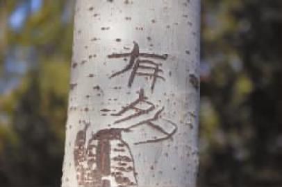 刻在树上的字都变成了伤疤 本组图片 本报记者 惠禾 摄 