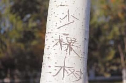 刻在树上的字都变成了伤疤 本组图片 本报记者 惠禾 摄 