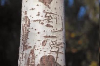 刻在树上的字都变成了伤疤 本组图片 本报记者 惠禾 摄 