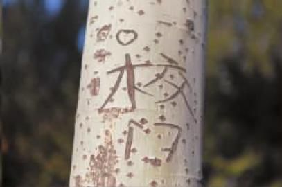 刻在树上的字都变成了伤疤 本组图片 本报记者 惠禾 摄 